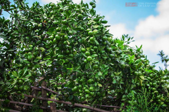 茂盛的植物